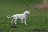 DOGUE ARGENTIN 244